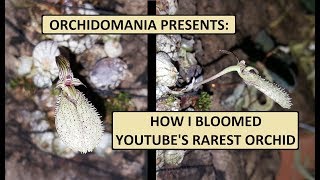 Orchidomania Presents How I bloomed YouTubes Rarest Orchid [upl. by Demb]