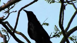 Zanate Cantando en el Parque Ecológico Xochimilco by trucha1618xx [upl. by Det]