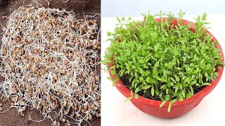 New way to Grow coriander with this method in 3 DaysShorts [upl. by Wincer]