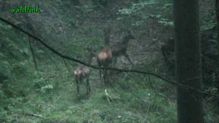 Rotwild im Odenwald 29092009 [upl. by Collen739]