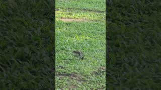 Blackcollared starling Birds beautifulbird birds birdsounds bird nature birdsoun myna [upl. by Novled]