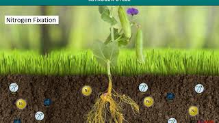 Nitrogen Cycle [upl. by Nizam]