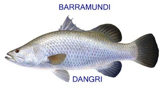 Bhetki Fish Bhetki Barramundi Dangri Fish Urdu amp Hindi languages Bhetki Barramundi fishing [upl. by Emeric264]