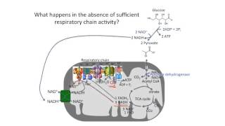 Lactic acidosis [upl. by Illoh]