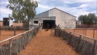 Stress Free Stockmanship on station with some Sheep and Chocolate [upl. by Viridissa]