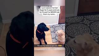 12 Years Later Dogs Learn Owners Name PRICELESS REACTION [upl. by Manson]