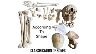 Classification of bones according to shape  human anatomy  Foziya Vohra amp Mukta Nivedita [upl. by Kirst]