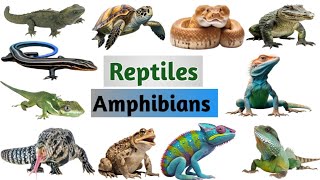 Reptiles amp Amphibians Vocabulary  40 Reptiles and Amphibians Name In English With Pictures spell [upl. by Bruns]