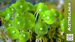 Acetabularia  under sea plants sea nature beach [upl. by Ermey952]