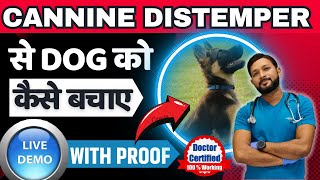 Canine Distemper Treatment At Home Full Recovery In Dogs  Dog Distemper Treatment In Hindi [upl. by Dagney]