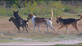 Street Dogs Breeding In Field  Animal Breeding Season  Asian Dog Blog [upl. by Hluchy]