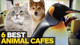 6 Best Animal Cafes in Tokyo [upl. by Atteloiv]