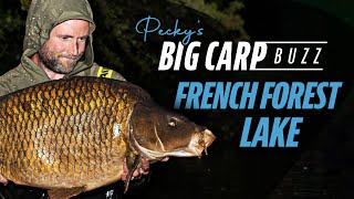 Peckys Big Carp Buzz  French Forest Lake [upl. by Atniuq]