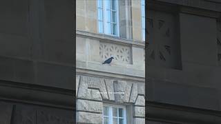 Walnut and Crow Luxembourg Spuerkeess Agence Gare superkeess crow walnut luxembourgcity luxem [upl. by Groeg]