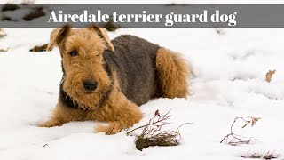 Airedale terrier guard dog Latest Updated Video [upl. by Mark]