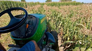 Mowing down corn and working cows [upl. by Adur]