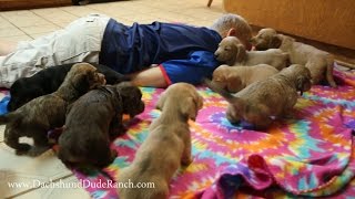 The CUTEST Mini Dachshund puppy video EVER [upl. by Haliehs149]