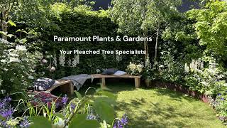 Paramount Plants  Your Pleached Tree Specialist [upl. by Vitia]