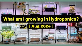 What am I growing  Aug 2024  Aerogarden iDoo LetPot Spider Farmer AHopeGarden RainPoint Mufga [upl. by Ursel173]