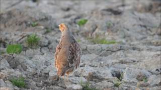 Vroege Vogels  Roepende patrijs [upl. by Silberman]