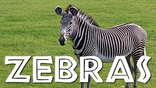 Zebras for Kids Learn all About Zebras  FreeSchool [upl. by Gustavus760]