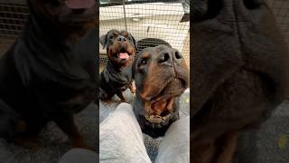 Rottweiler Bubzee Ghar Ki Protection Ke Liye Bite Kar Sakta Hai shorts dogs rottweiler trending [upl. by Besse]