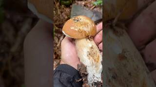 INCREDIBILE PORCINO tra 2 SASSI 😍funghi porcini boletus boletusedulis funghiporcini porcino [upl. by Narra]