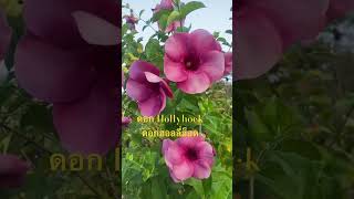 ดอก Hollyhock ฮอลลี่ฮ็อด [upl. by Emalia597]