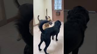 Rainier Playing with Brother doglover germanshepherd adorable dogsplaying cute animals fyp [upl. by Ocsinarf]