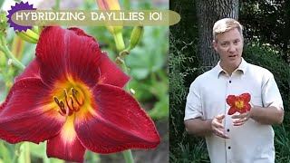 How To Hybridizing Daylilies  Oakes Daylilies [upl. by Undine]