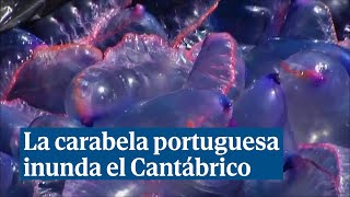 La temida carabela portuguesa obliga a cerrar numerosas playas de la costa cantábrica [upl. by Chicoine176]