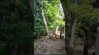 Cutting trees using an axe🙂🙂🙂 youtubeshorts [upl. by Yrogiarc358]