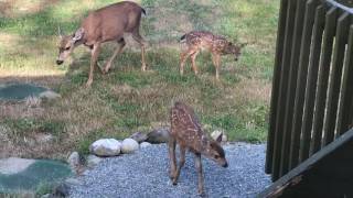 blacktail twin fawns exploring my plants with momma deer [upl. by Riccardo]