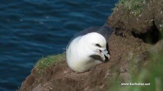 Fulmar boreal  Fulmarus glacialis  Fulmar [upl. by Ellehsat]