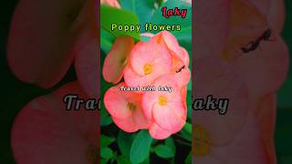 Popy plowers  පොපි මල්රෝස  Fiori di papavero  Fleurs de pavot  ケシの花 [upl. by Keyek]