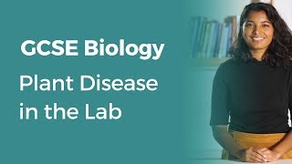 Plant Disease in the Lab  91 GCSE Biology  OCR AQA Edexcel [upl. by Celinka]