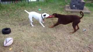 tug of war with surprise ending American x english staffy vs doberman [upl. by Aniri]