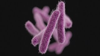 Highly infectious stomach bug Shigella is spreading warns CDC [upl. by Elvira]