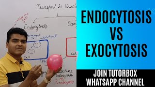 Exocytosis vs Endocytosis  Transport by Vesicles  Transport across cell membrane  BPharm HAP unit [upl. by Nothgierc]