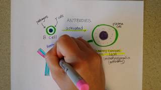 Immunoglobulins  Structure and Types of Antibodies Part 1 [upl. by Tish32]