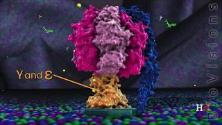 ATP synthase in action [upl. by Ciaphus605]