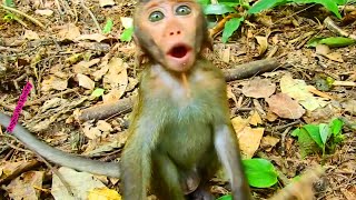 Little baby monkey Carlino crying loudly [upl. by Yoho]