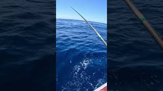 Swordfish jumping out boat side ⚔️ fishing explore fishinglife swordfish newzealand shorts [upl. by Aenat788]