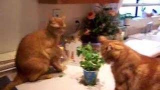 funny cat fight over catnip [upl. by Nomra]