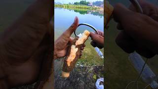 Bait fishing Super great shorts fishing caucagiaitri [upl. by Akceber]