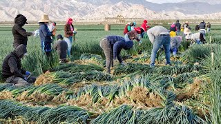 How North Carolina Farmers Harvest Over 84 Million Acres Of Farmland  American Farming Documentary [upl. by Thetos]