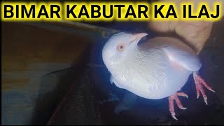 bimar kabutaro ka ilaj  flagyl syrup pelayen  pigeon tips [upl. by Elleron21]