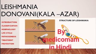 LEISHMANIA DONOVANI LIFE CYCLE HINDI\KALAAZAR\DUM DUM FEVER [upl. by Ellenehs]