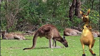 The Cute Kangaroo song 🦘 Kids Animal Dance Song [upl. by Adolf946]