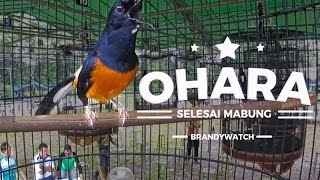 Kualitas Murai 3 Milyar  GOPRO  Ohara Is Back  DAHSYAT TEMBAKAN Murai Prio Excellent [upl. by Delgado169]